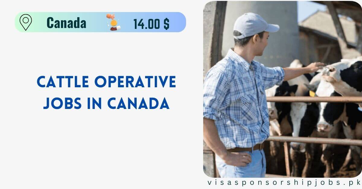 Cattle Operative Jobs in Canada