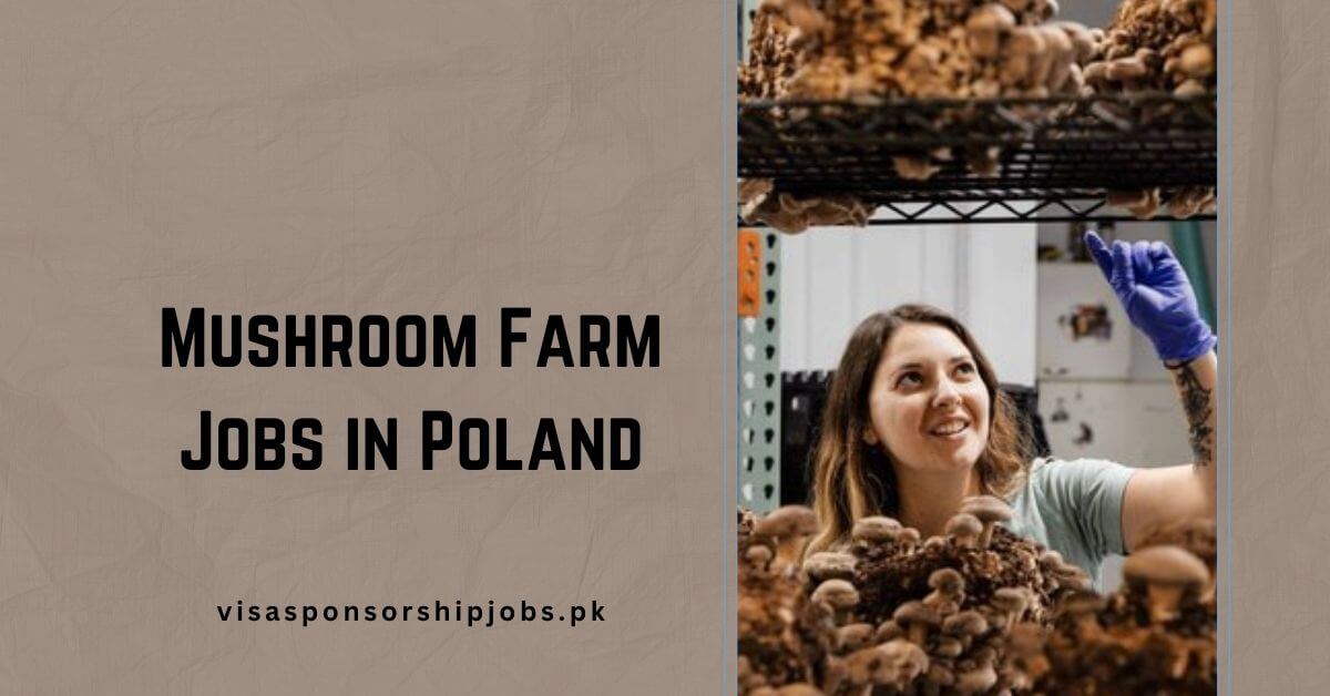 Mushroom Farm Jobs in Poland