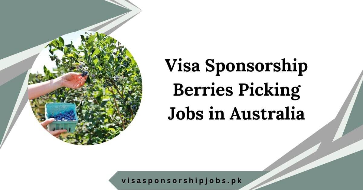 Berries Picking Jobs in Australia With Visa Sponsorship