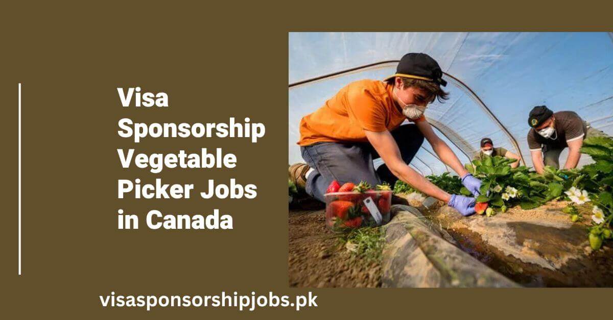 Visa Sponsorship Vegetable Picker Jobs in Canada