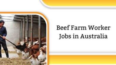 Beef Farm Worker Jobs in Australia