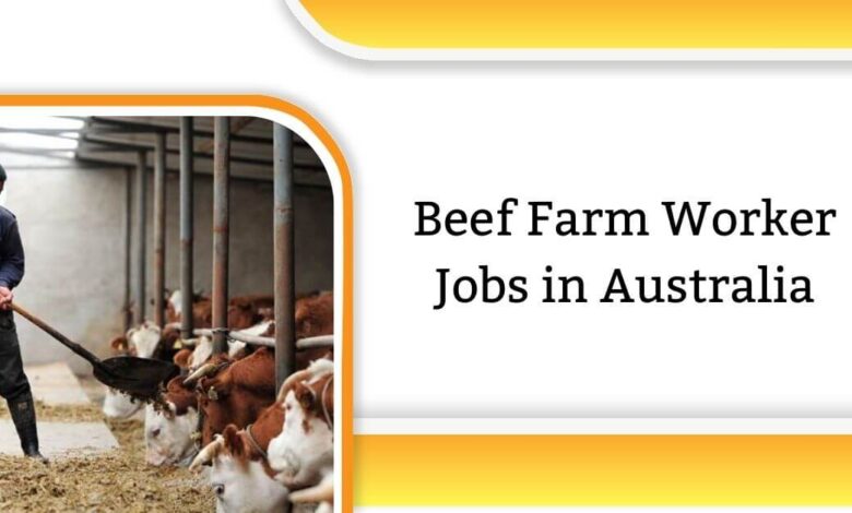 Beef Farm Worker Jobs in Australia