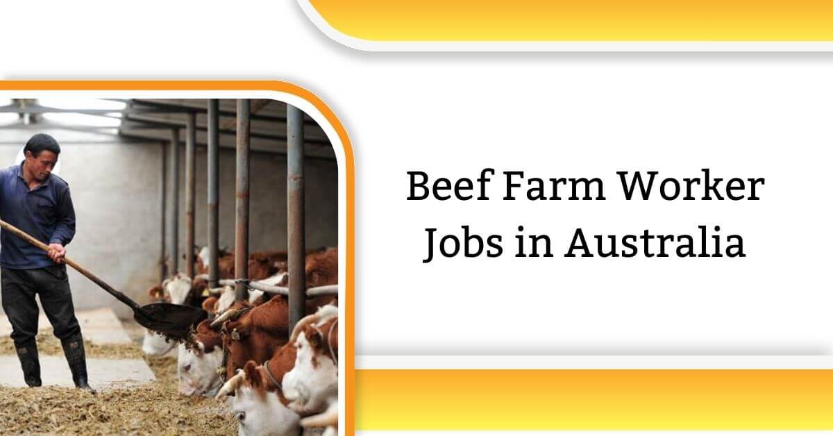 Beef Farm Worker Jobs in Australia