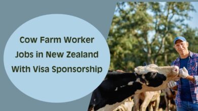 Cow Farm Worker Jobs in New Zealand With Visa Sponsorship