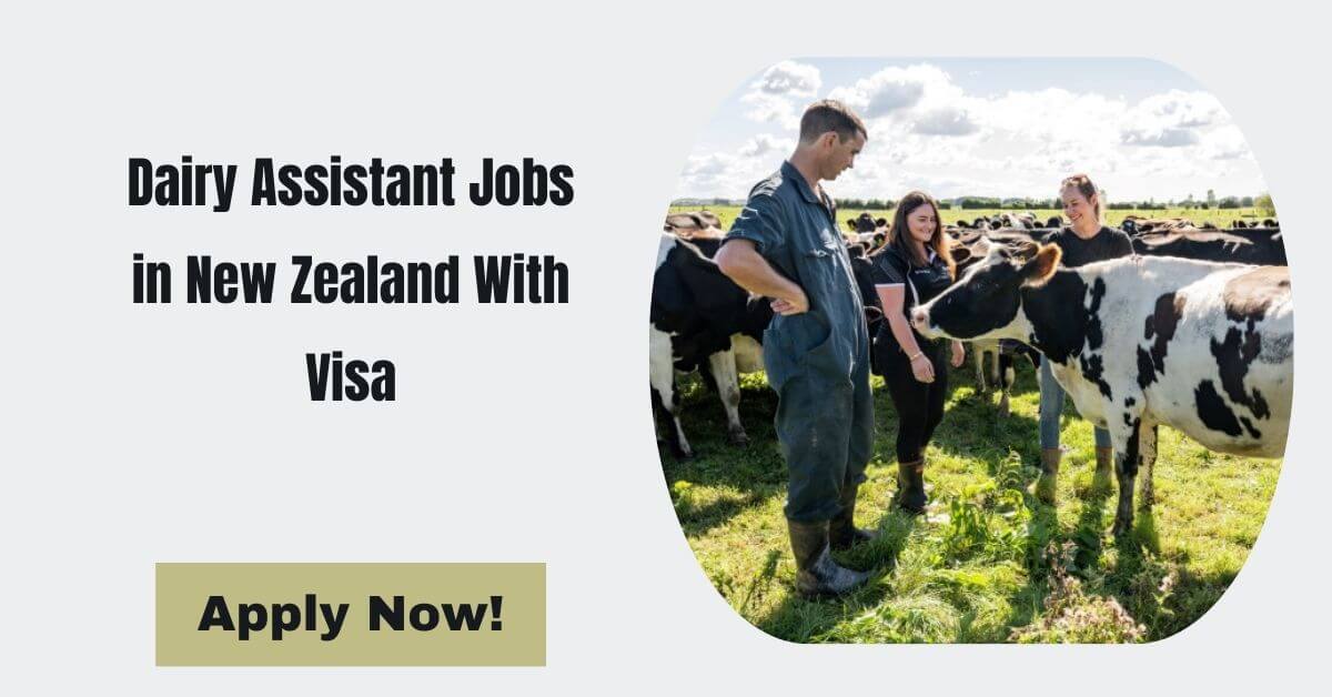 Dairy Assistant Jobs in New Zealand With Visa