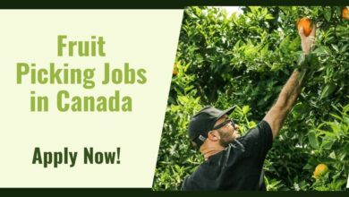 Fruit Picking Jobs in Canada