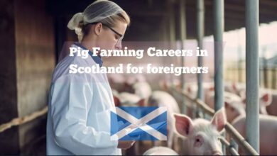 Pig Farming Careers in Scotland for foreigners