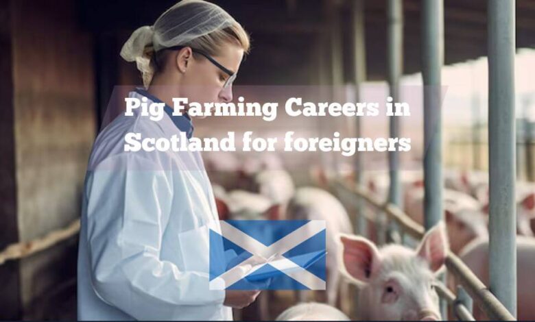 Pig Farming Careers in Scotland for foreigners