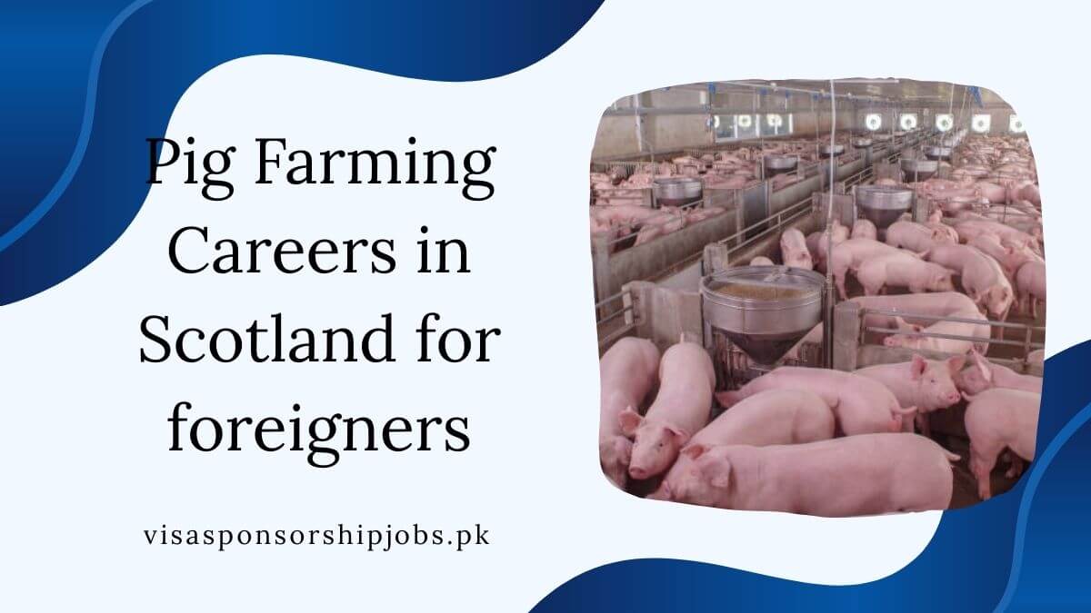 Pig Farming Careers in Scotland for foreigners