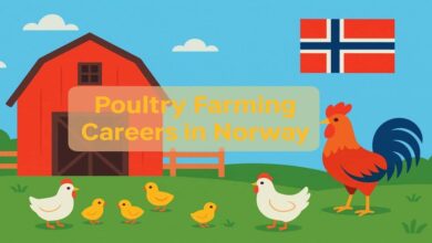 Poultry Farming Careers in Norway