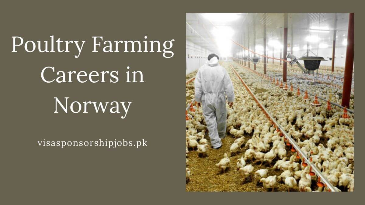 Poultry Farming Careers in Norway