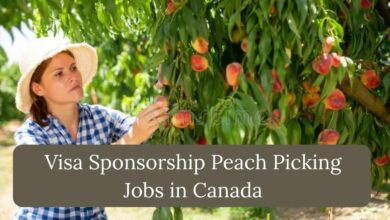 Visa Sponsorship Peach Picking Jobs in Canada