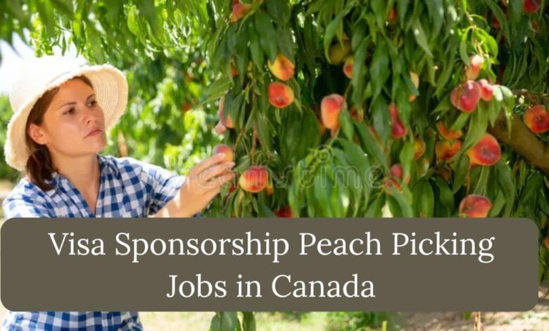 Visa Sponsorship Peach Picking Jobs in Canada