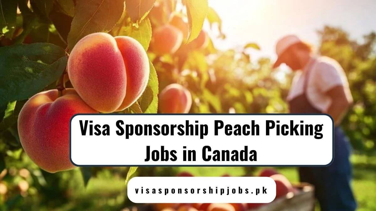 Visa Sponsorship Peach Picking Jobs in Canada