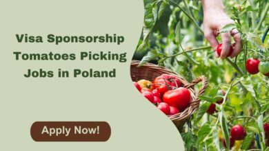 Visa Sponsorship Tomatoes Picking Jobs in Poland