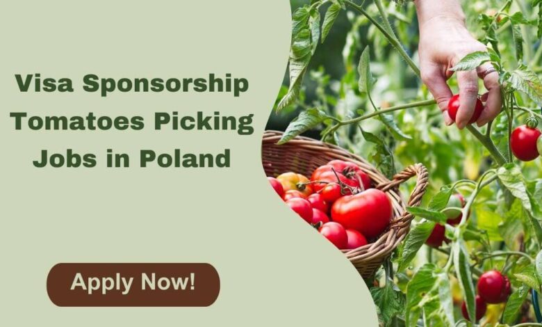 Visa Sponsorship Tomatoes Picking Jobs in Poland
