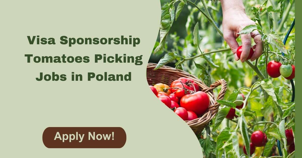 Visa Sponsorship Tomatoes Picking Jobs in Poland