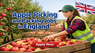 Apple Picking and Packing Jobs in England