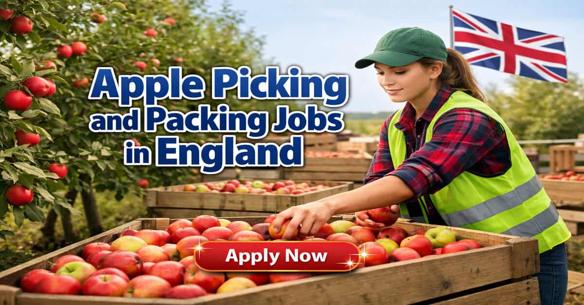 Apple Picking and Packing Jobs in England