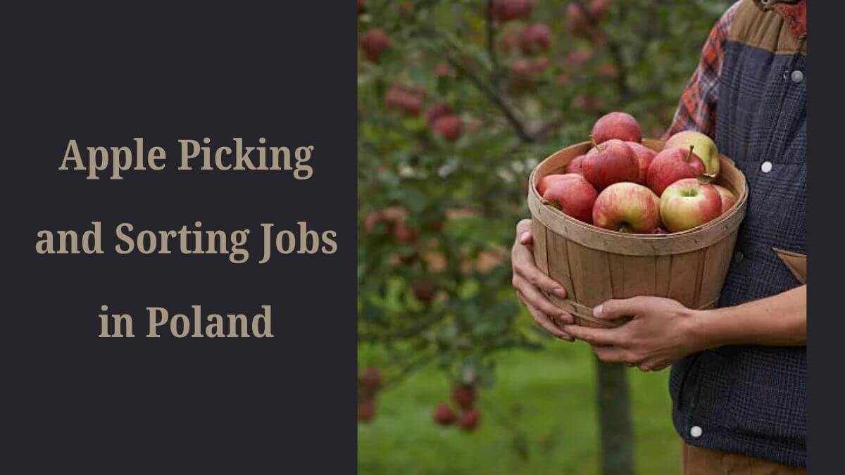 Apple Picking and Sorting Jobs in Poland