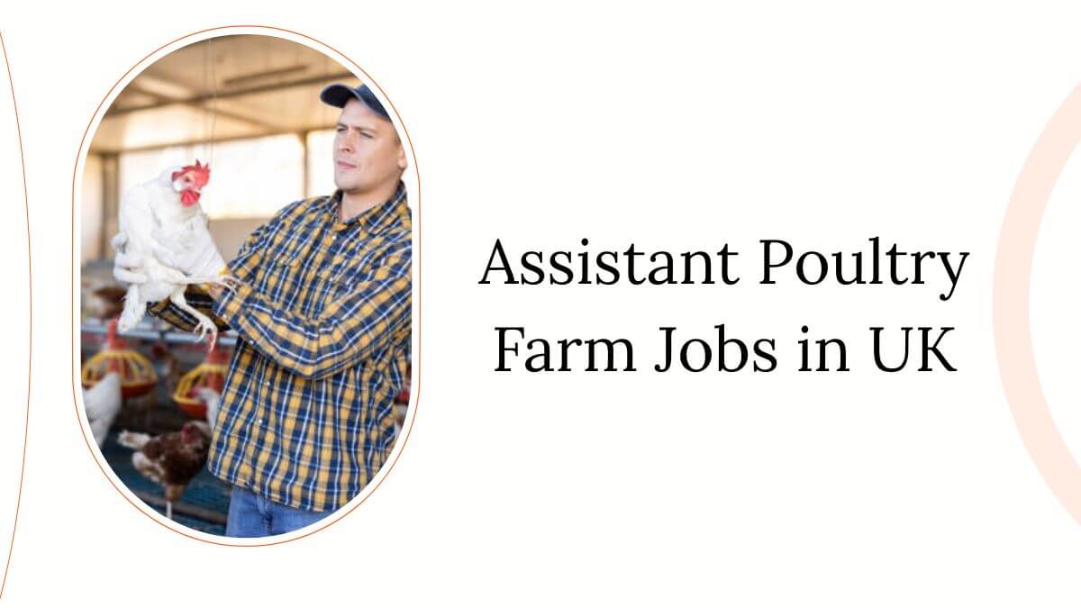 Assistant Poultry Farm Jobs in UK
