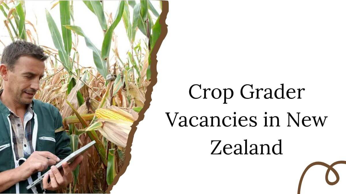 Crop Grader Vacancies in New Zealand