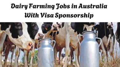 Dairy Farming Jobs in Australia With Visa Sponsorship