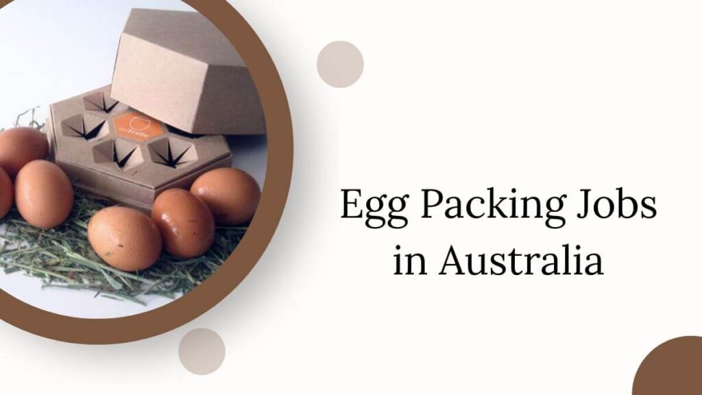Egg Packing Jobs in Australia