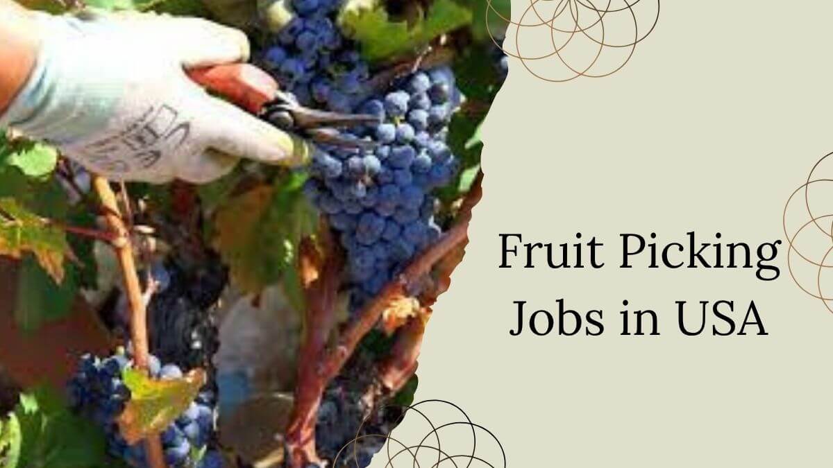 Fruit Picking Jobs in USA