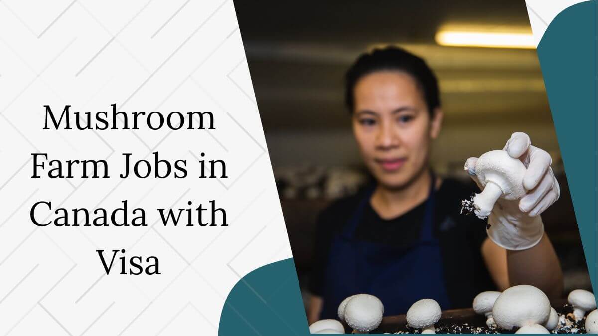 Mushroom Farm Jobs in Canada with Visa