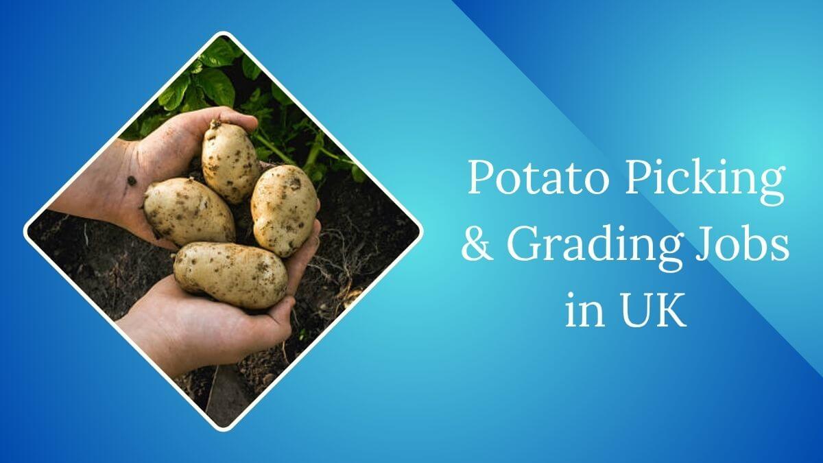 Potato Picking & Grading Jobs in UK
