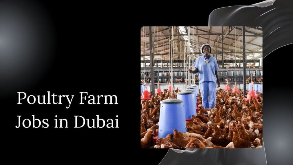 Poultry Farm Jobs in Dubai