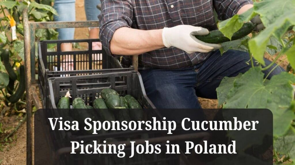 Visa Sponsorship Cucumber Picking Jobs in Poland