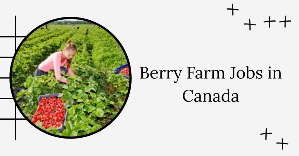 Berry Farm Jobs in Canada
