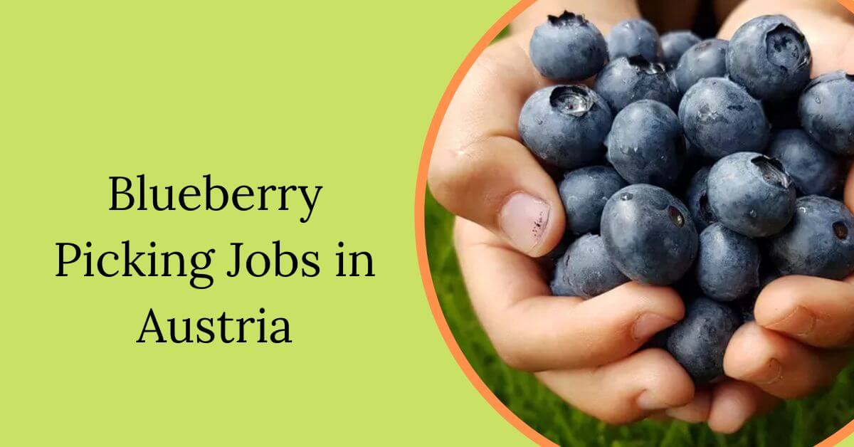Blueberry Picking Jobs in Austria