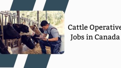Cattle Operative Jobs in Canada