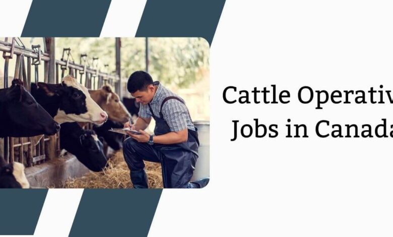 Cattle Operative Jobs in Canada