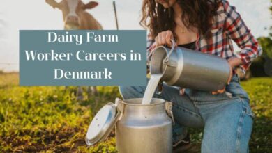 Dairy Farm Worker Careers in Denmark