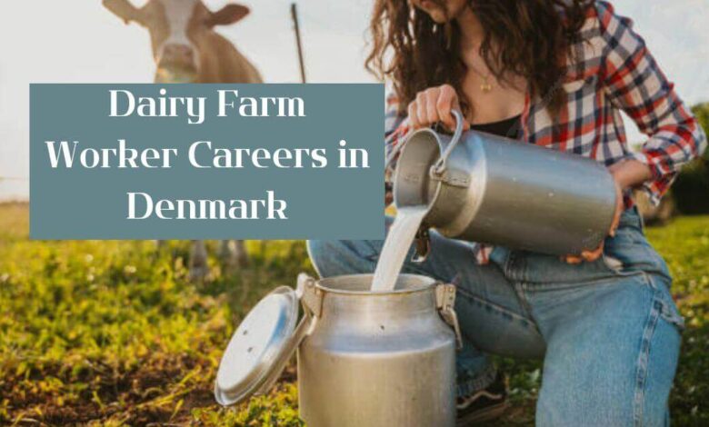 Dairy Farm Worker Careers in Denmark