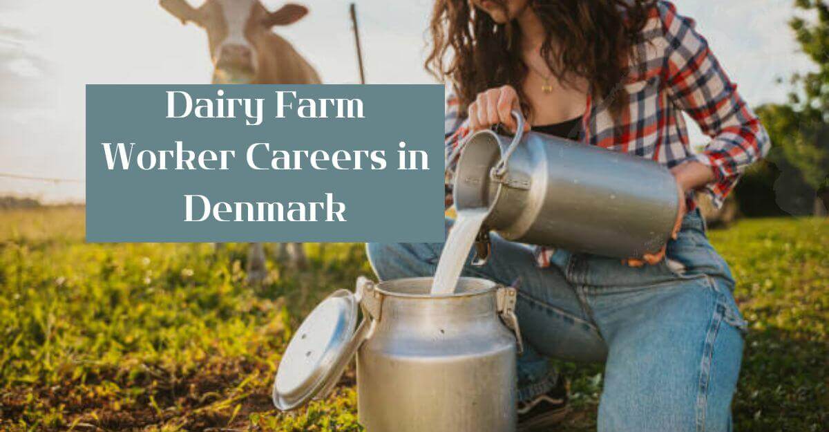 Dairy Farm Worker Careers in Denmark
