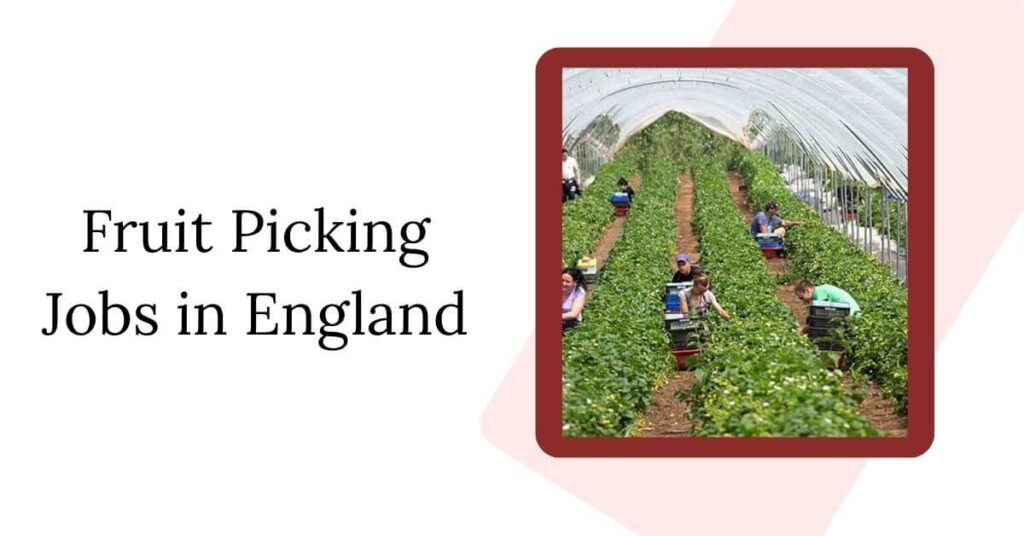 Fruit Picking Jobs in England