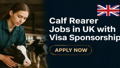 Calf Rearer Jobs in UK with Visa Sponsorship