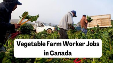 Vegetable Farm Worker Jobs in Canada
