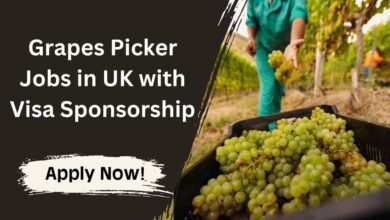 Grapes Picker Jobs in UK with Visa Sponsorship