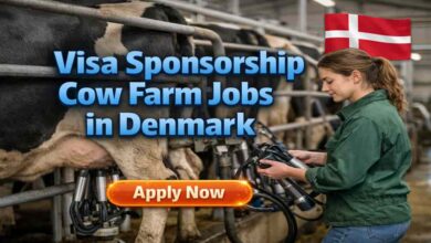 Visa Sponsorship Cow Farm Jobs in Denmark