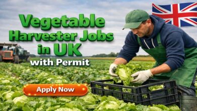 Vegetable Harvester Jobs in UK with Permit