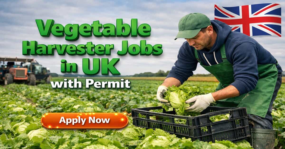 Vegetable Harvester Jobs in UK with Permit