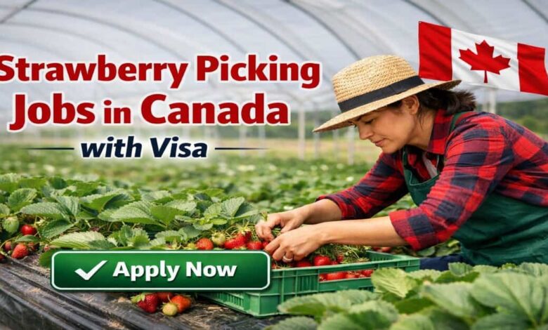 Strawberry Picking Jobs in Canada with Visa