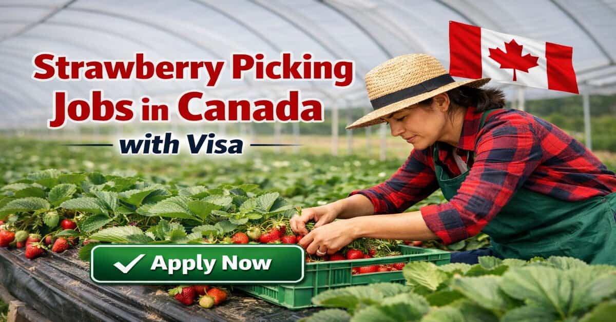 Strawberry Picking Jobs in Canada with Visa