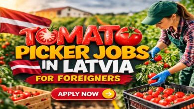 Tomato Picker Jobs in Latvia for Foreigners